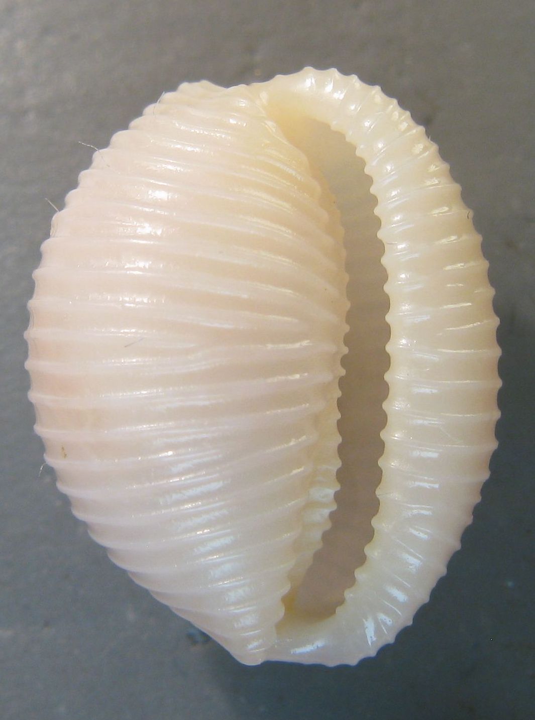 Artica o multilirata?